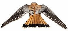 kestrel bird from above in flight